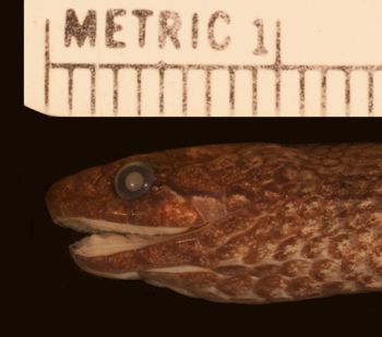 Media type: image;   Herpetology R-92099